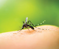 Bug Block Spray