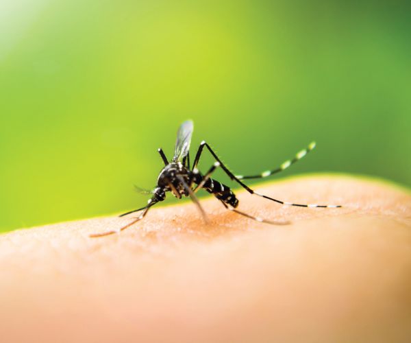 Bug Block Spray
